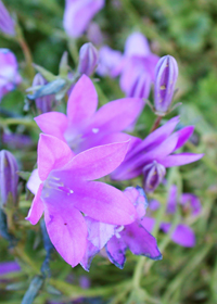 Campanula raineri                                 